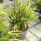 Hakonechloa macra - 2 litre - Cedar Nursery - Plants and Outdoor Living