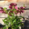 Helleborus × hybridus - 1 litre - Cedar Nursery - Plants and Outdoor Living