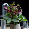 Helleborus x hybridus ‘Hello Ruby’ - Cedar Nursery - Plants and Outdoor Living
