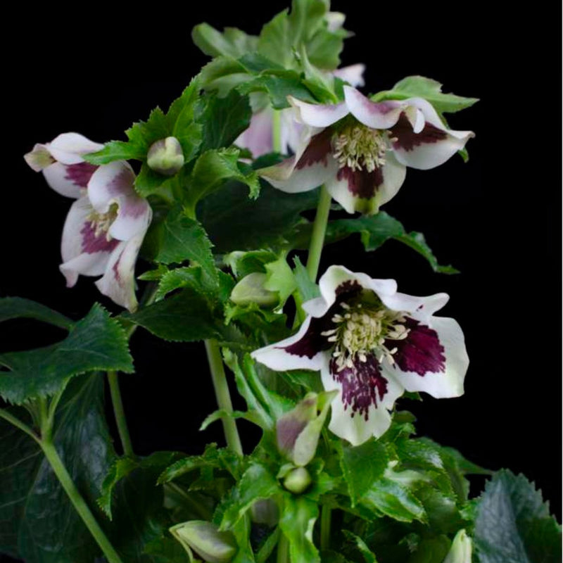 Helleborus x hybridus ‘Hello White’ - Cedar Nursery - Plants and Outdoor Living