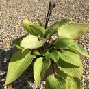 Hosta 'Purple Heart' - 2 litre - Cedar Nursery - Plants and Outdoor Living