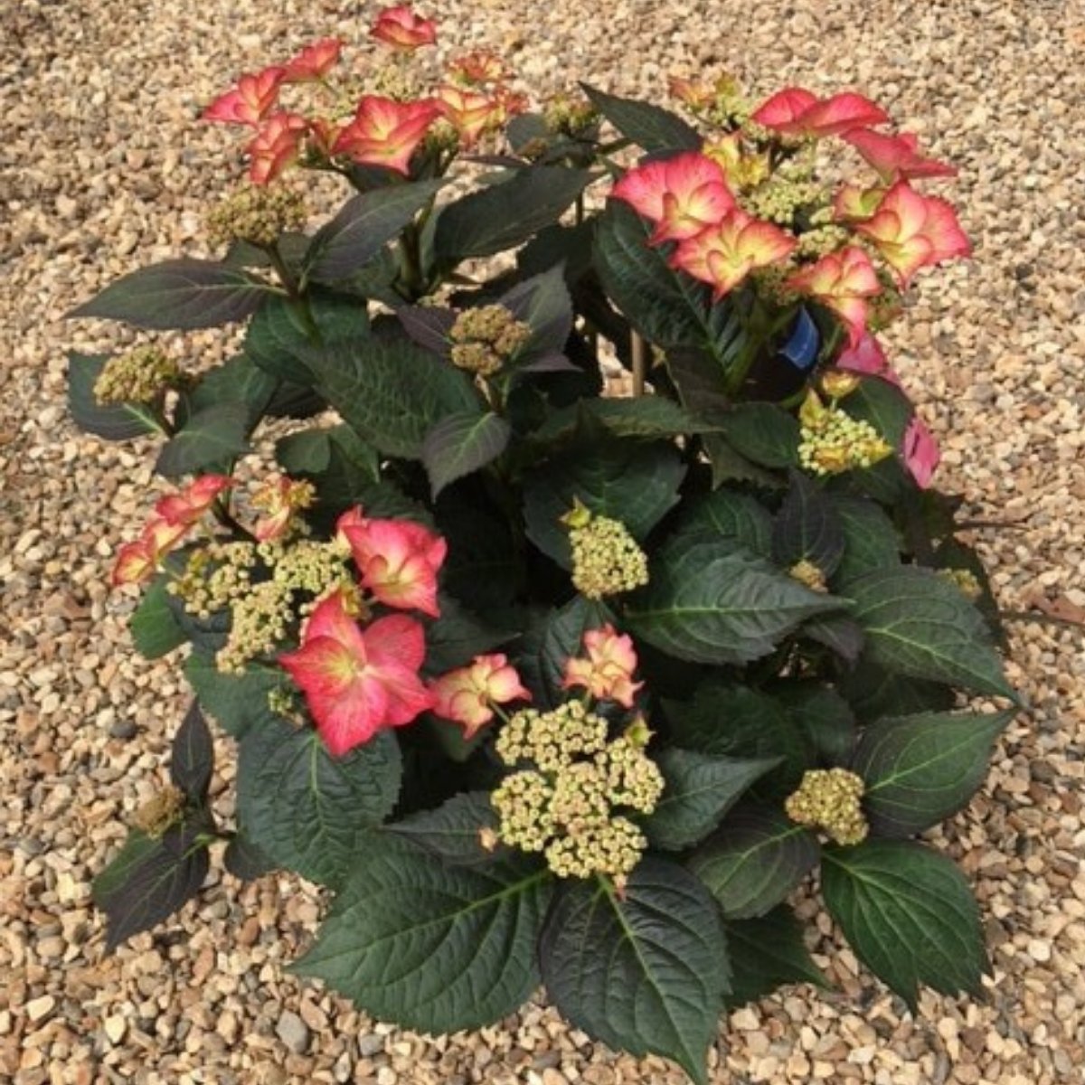 Hydrangea macrophylla 'Tiffany Pink' (Royalty Collection) - 3.5 litre - Cedar Nursery - Plants and Outdoor Living