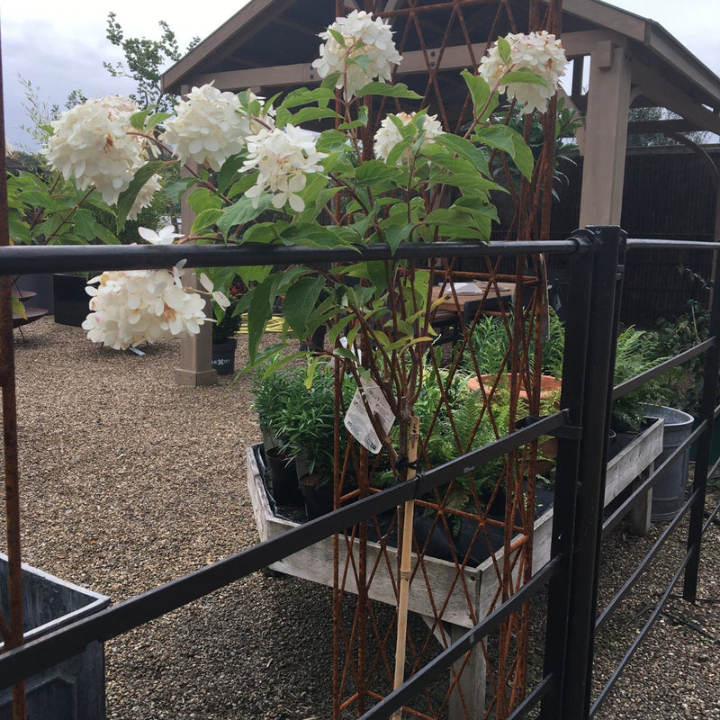 Hydrangea paniculata 'Phantom' - 80 cm Std 5 litre - Cedar Nursery - Plants and Outdoor Living