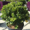 Ilex crenata Dark Green ='Icoprins11'- 20 cm Sphere 3 litre (Japanese Holly) - Cedar Nursery - Plants and Outdoor Living