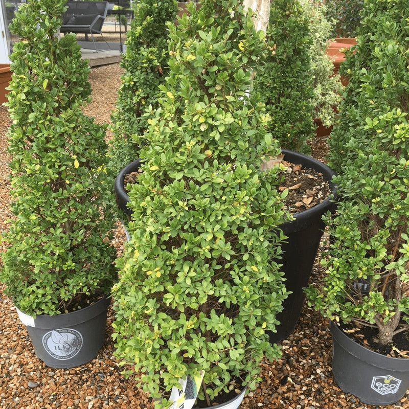 Ilex crenata Dark Green ='Icoprins11'- 60 cm Cone 7.5 litre (Japanese Holly) - Cedar Nursery - Plants and Outdoor Living