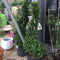 Ilex crenata Dark Green ='Icoprins11'- 90-100 cm Spiral 18 litre (Japanese Holly) - Cedar Nursery - Plants and Outdoor Living