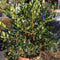 Ilex 'Nellie R. Stevens' (f) - 30 litre 50 cm Sphere - Cedar Nursery - Plants and Outdoor Living