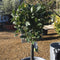 Laurus nobilis - 1/2 Std 40 cm head 7.5 litre (Bay) - Cedar Nursery - Plants and Outdoor Living