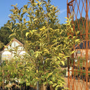 Ligustrum japonicum 'Aureum'- 1/2 Std 40-50 cm Head 18 litre - Cedar Nursery - Plants and Outdoor Living