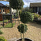 Ligustrum jonandrum - PomPom 3 Ball 125-150 cm in Polystone Planter - Cedar Nursery - Plants and Outdoor Living