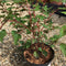 Neillia affinis - 3 litre - Cedar Nursery - Plants and Outdoor Living