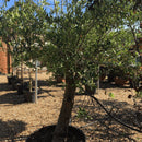 Olea europaea - 1/2 Std 90 cm girth 40-60 cm trunk Multihead 70 litre (Olive Tree) - Cedar Nursery - Plants and Outdoor Living