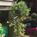 Olea europaea - Full Std Clipped Head (Olive Tree) - Cedar Nursery - Plants and Outdoor Living