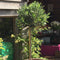 Olea europaea - Full Std Clipped Head (Olive Tree) - Cedar Nursery - Plants and Outdoor Living