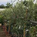 Olea europaea 'Leccino' (F) - 1/2 Std 05-06 cm Loose Head (Olive Tree) - Cedar Nursery - Plants and Outdoor Living