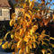 Parrotia persica 'Persian Spire' - 7.5 litre - Cedar Nursery - Plants and Outdoor Living