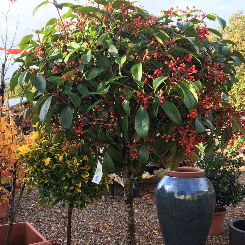 Photinia × fraseri 'Red Robin' - 1/2 Std 08-10 cm 45 litre - Cedar Nursery - Plants and Outdoor Living