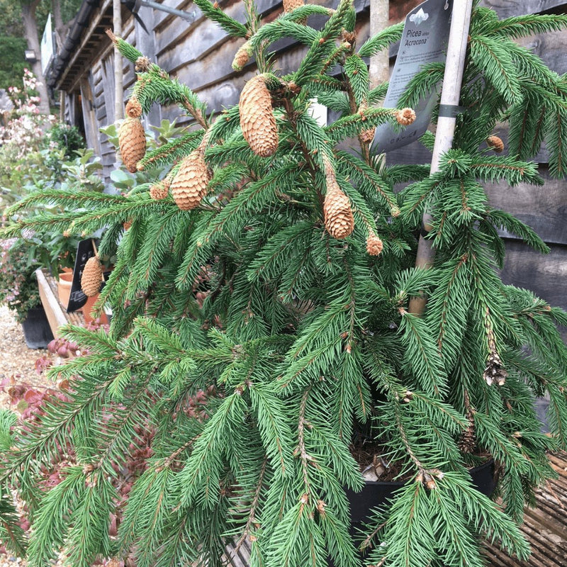 Picea abies 'Acrocona' - 10 litre - Cedar Nursery - Plants and Outdoor Living