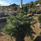 Picea pungens 'Super Blue Seedling' - 15 litre (Blue Christmas Tree) - Cedar Nursery - Plants and Outdoor Living