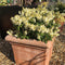 Pieris japonica 'Debutante' - 5 litre - Cedar Nursery - Plants and Outdoor Living