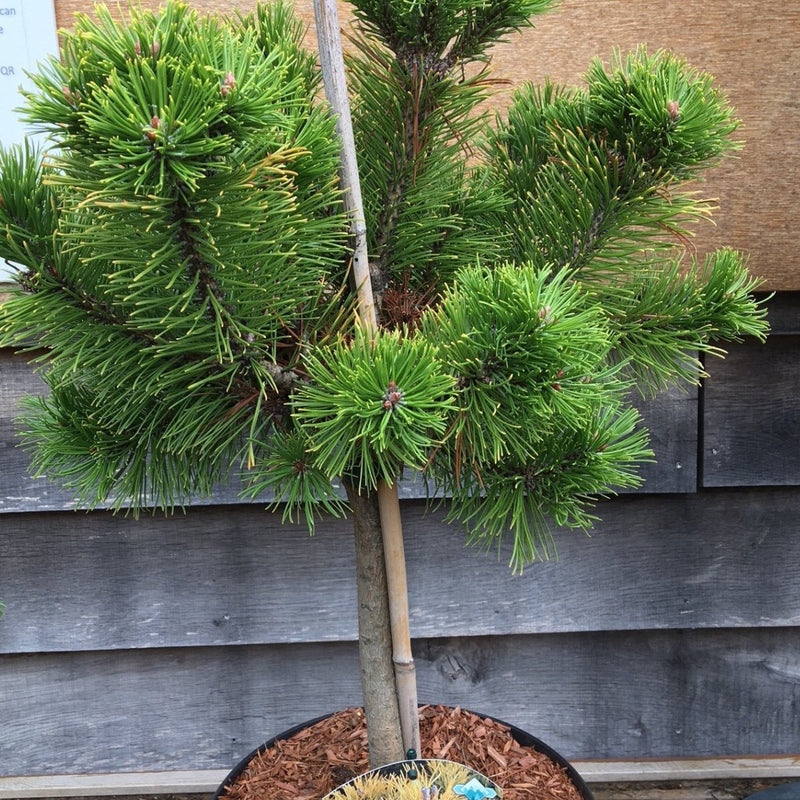 Pinus mugo 'Carsten's Wintergold' - 7.5 litre Standard - Cedar Nursery - Plants and Outdoor Living
