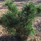 Pinus mugo var. mughus - 5 litre - Cedar Nursery - Plants and Outdoor Living