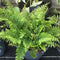 Polystichum setiferum (Divisibolum Group) 'Herrenhausen' (E) - 2 litre - Cedar Nursery - Plants and Outdoor Living