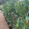 Prunus laurocerasus 'Caucasica' - 125-150 cm 7.5 litre (Laurel) - Cedar Nursery - Plants and Outdoor Living