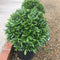 Prunus laurocerasus Sofia ='Szofi' - 35-40 cm 10 litre Sphere (Laurel) - Cedar Nursery - Plants and Outdoor Living