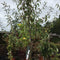 Pyrus elaeagnifolia 'Silver Sails' - 25 litre - Cedar Nursery - Plants and Outdoor Living