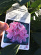 Rhododendron 'Albert Schweitzer' - 7.5 litre Pink - Cedar Nursery - Plants and Outdoor Living