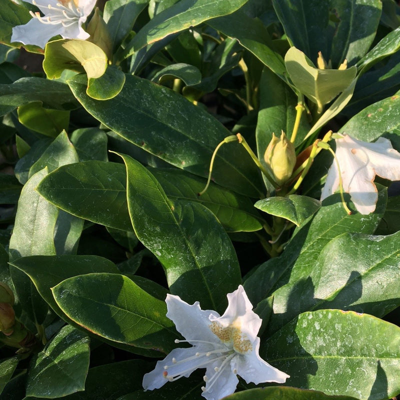 Rhododendron 'Cunningham's White' - 7.5 litre White - Cedar Nursery - Plants and Outdoor Living