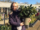 Rhododendron 'Horizon Monarch' - 7.5 litre Yellow - Cedar Nursery - Plants and Outdoor Living