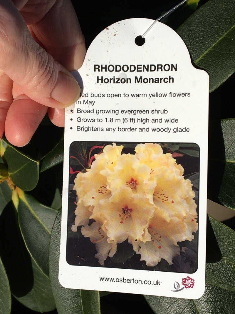 Rhododendron 'Horizon Monarch' - 7.5 litre Yellow - Cedar Nursery - Plants and Outdoor Living