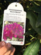 Rhododendron 'Marcel Menard' - 7.5 litre Purple - Cedar Nursery - Plants and Outdoor Living
