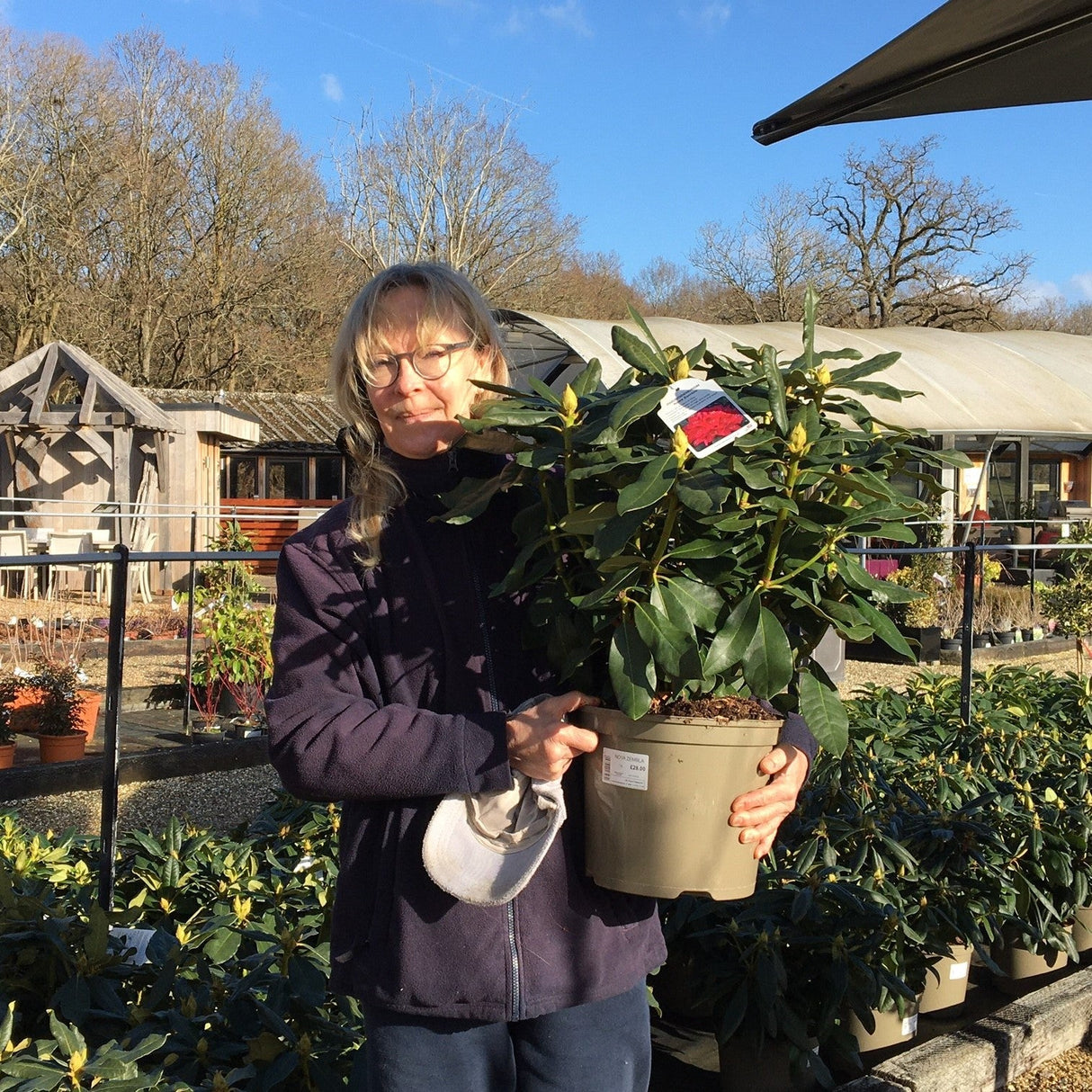 Rhododendron 'Nova Zembla' - 7.5 litre Red - Cedar Nursery - Plants and Outdoor Living