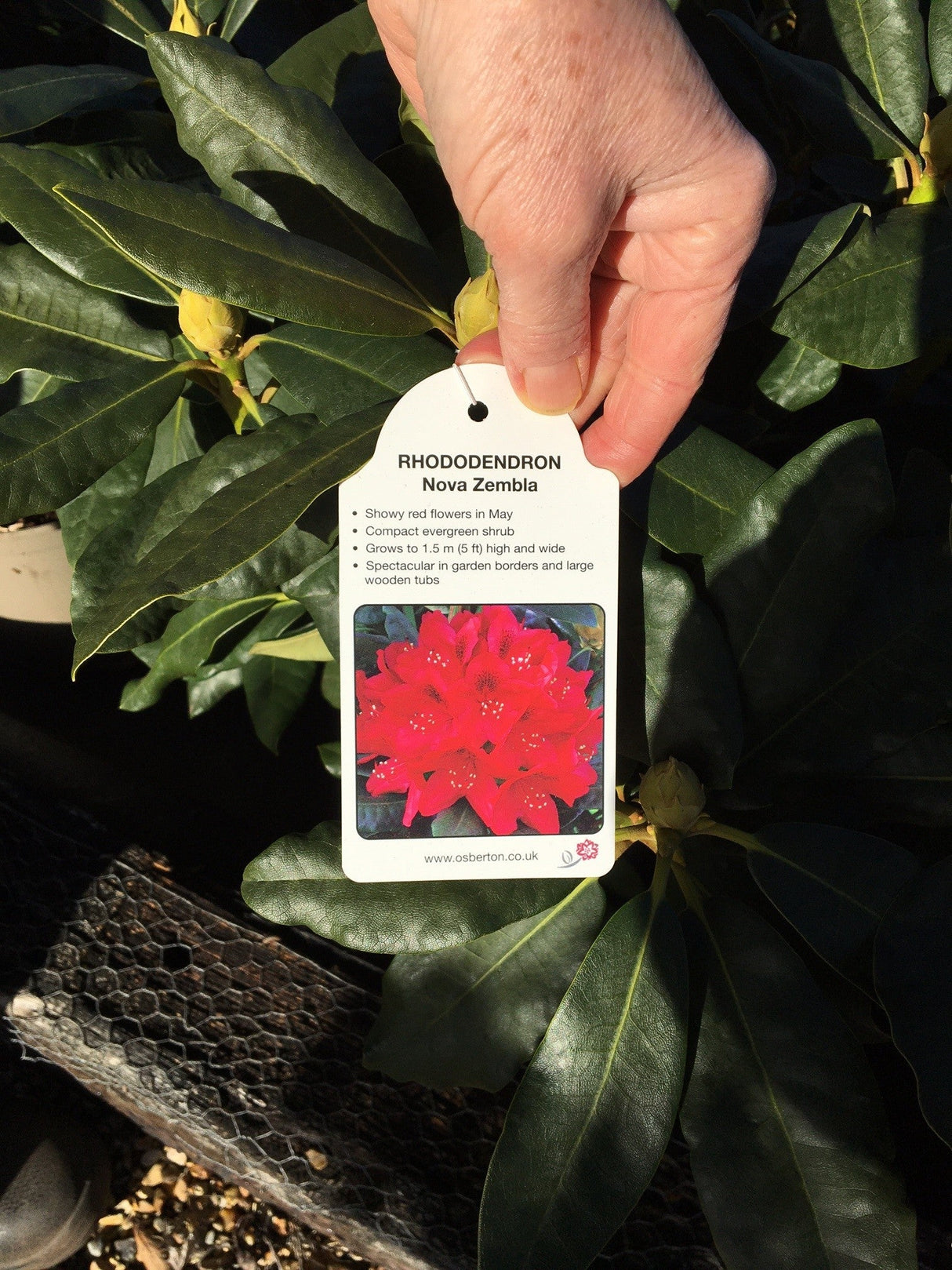 Rhododendron 'Nova Zembla' - 7.5 litre Red - Cedar Nursery - Plants and Outdoor Living