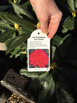 Rhododendron 'Nova Zembla' - 7.5 litre Red - Cedar Nursery - Plants and Outdoor Living