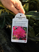 Rhododendron 'Rocket' - 7.5 litre Pink - Cedar Nursery - Plants and Outdoor Living
