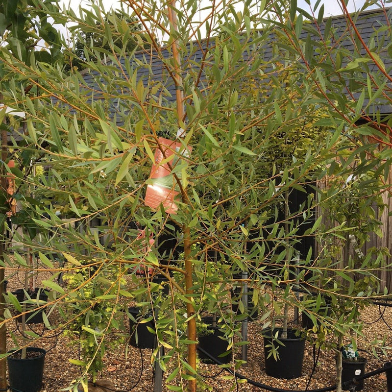 Salix alba 'Hutchinsons Yellow' - 25 litre (Willow) - Cedar Nursery - Plants and Outdoor Living
