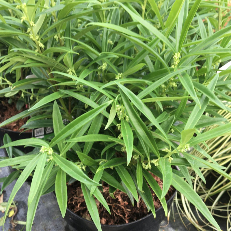 Sarcococca saligna - 3 litre (Sweet Box) - Cedar Nursery - Plants and Outdoor Living