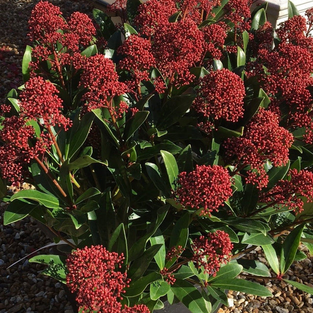 Skimmia japonica 'Rubella' (m) - 7.5 litre - Cedar Nursery - Plants and Outdoor Living