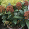Skimmia japonica Rubesta ='Moerings 3' - 2 litre - Cedar Nursery - Plants and Outdoor Living