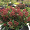 Skimmia japonica Rubesta ='Moerings 3' - 7.5 litre - Cedar Nursery - Plants and Outdoor Living