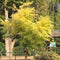 Sophora japonica 'Gold Standard' t/w - 25 litre - Cedar Nursery - Plants and Outdoor Living