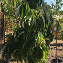Sorbus hemsleyi 'John Bond' - 25 litre - Cedar Nursery - Plants and Outdoor Living