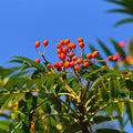 Sorbus vilmorinii - 15 litre - Cedar Nursery - Plants and Outdoor Living