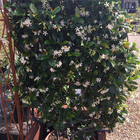 Trachelospermum jasminoides - 90×55 cm FRAME - Cedar Nursery - Plants and Outdoor Living