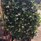 Trachelospermum jasminoides - 90×55 cm FRAME - Cedar Nursery - Plants and Outdoor Living