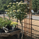 Viburnum tinus - 14 litre 1/2 Std - Cedar Nursery - Plants and Outdoor Living